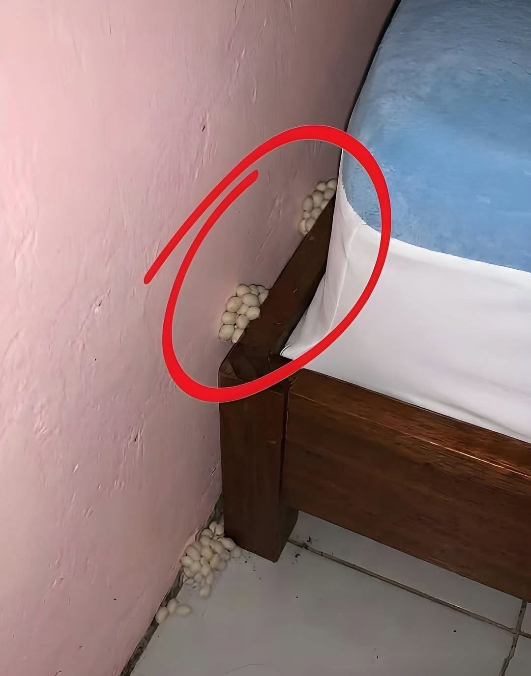 In the evening, after a long day at work, I returned home tired, hoping to get some sleep and rest. Near my bed, I suddenly noticed this. Honestly, I was very scared. Once the scare passed, I started examining it carefully to understand what it was, but I still can’t identify it. Does anyone know what this is about
