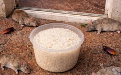 A Simple Household Trick to Help Keep Rats and Cockroaches Away from Your Home