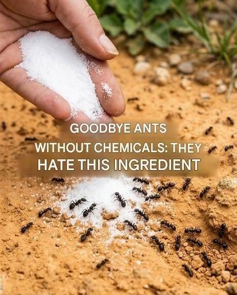 Ants can’t stand it! Use it to keep them away for good.