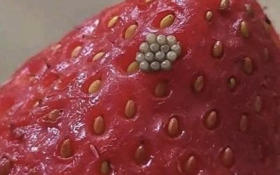 White Worms in Strawberries? What Happens When You Soak Berries in Salt Water (And If They’re Still Safe to Eat)