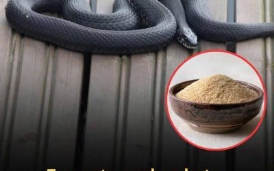 From Ammonia and Vinegar to Cinnamon Oil, Garlic, and Lemongrass, These Seven Strong Scents May Help Deter Snakes Around Your Home—But Experts Explain Why No Smell Works Forever, How to Use Them Safely, and What Real Prevention Steps Matter Most for Keeping Snakes Away Long-Term