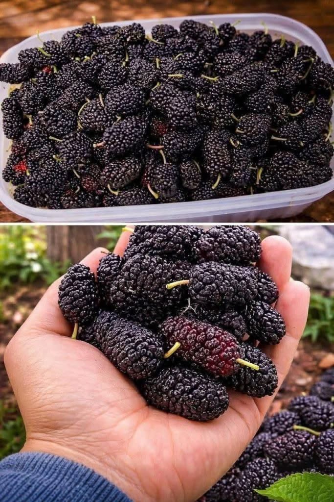 Have you ever tasted it? Do you know what it’s called?